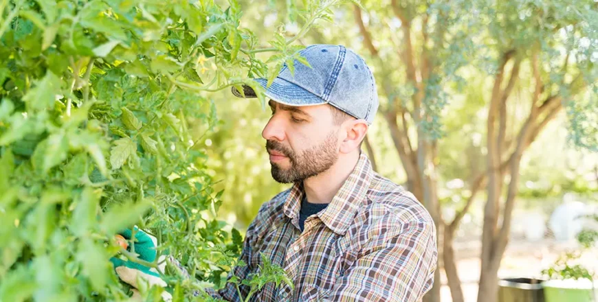 Tecnica Laboral Como Supervisor de Producción Agrícola